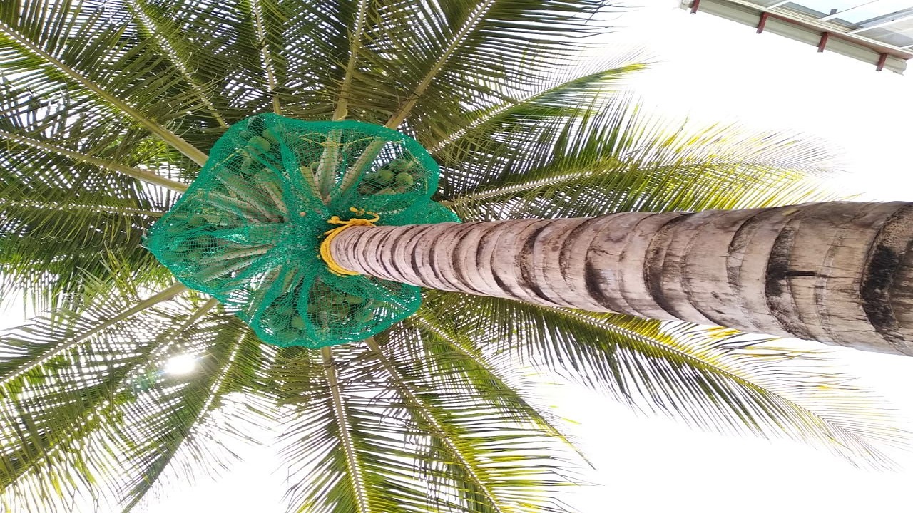 Coconut Safety Net
